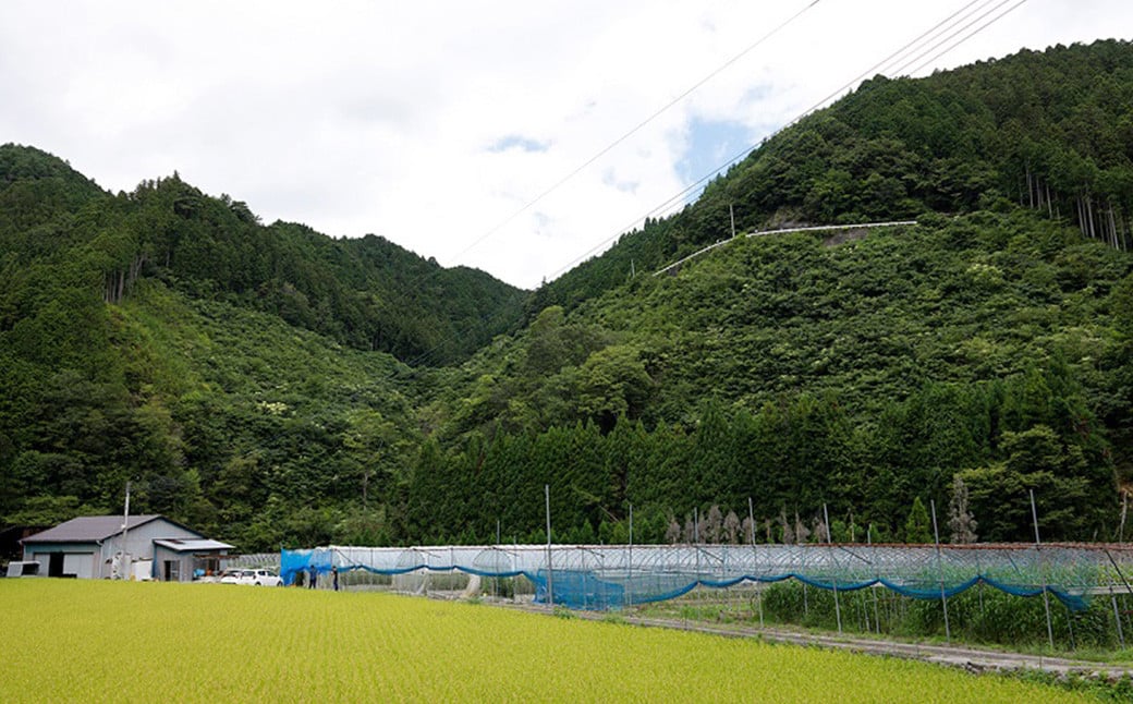 赤の元気 トマトケチャップセット【6個】※ドライトマト付（911）