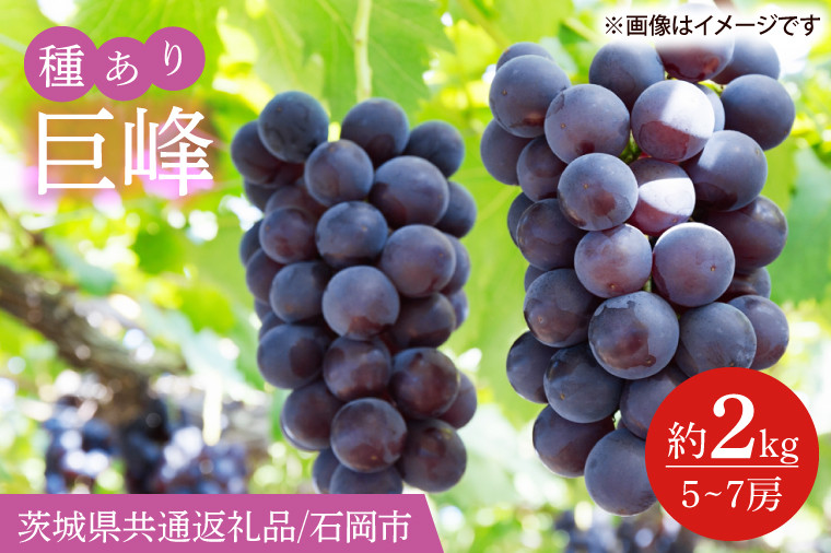 
            【2025年8月下旬より順次発送】巨峰　約2kg（5～7房）【茨城県共通返礼品/石岡市】【茨城県 巨峰 ブドウ ぶどう フルーツ 果物 くだもの 濃厚 種あり 15000円以内】(IT-12)
          
