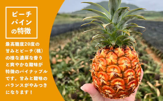 《2026年4月以降順次発送》【先行予約】最高糖度20度！？ 完熟の極 石垣島産パイナップル ピーチパイン3個セット【 沖縄 石垣島 石垣 八重山 パイン ピーチパイン 期間限定 数量限定 沖縄県 石