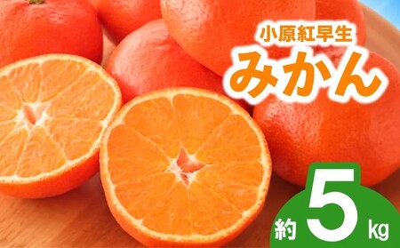 先行予約 みかん 蜜柑 約5kg 小原紅早生 小原紅早生みかん みかん さぬき紅 金時紅 柑橘 果物 フルーツ 贈答用 ギフト 配送：11月下旬～12月下旬