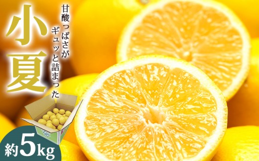 
                  【2026年3月より順次配送】【贈答用】小夏(日向夏) 高知県 5kg 甘酸っぱさがギュッと詰まった - 果物 柑橘 フルーツ くだもの ひゅうがなつ 甘酸っぱさがギュッと詰まった ニューサマーオレンジ 高知県 香南市 ku-0049
                