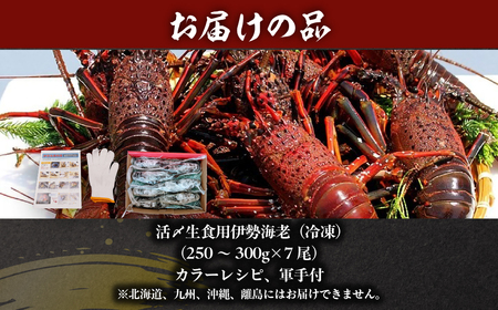 活〆生食用伊勢海老（冷凍）1925g（250～300g)×7尾 ONJB036