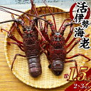 【ふるさと納税】活伊勢海老 1.5kg 伊勢エビ イセエビ 海老 海鮮 刺身 魚介類 新鮮 活 エビ 天然 冷蔵 九州 長崎県 長崎市 送料無料【2024年9月下旬発送開始予定】