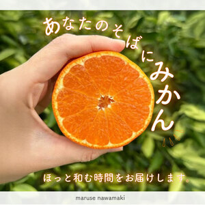 青島みかん 約 5kg マルセ縄巻農園 牧之原市