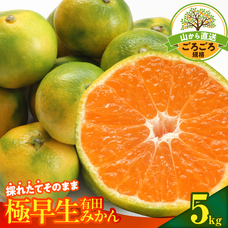 MK1080_【2026年先行予約】みかん 極早生 山から直送 箱込 5kg ( 内容量 4.4kg ) 採れたてそのままごろごろ規格 有田みかん 和歌山県産