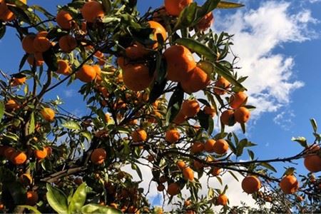 『松田ブランド』数量限定！おひるねみかんジュース180ml　30本