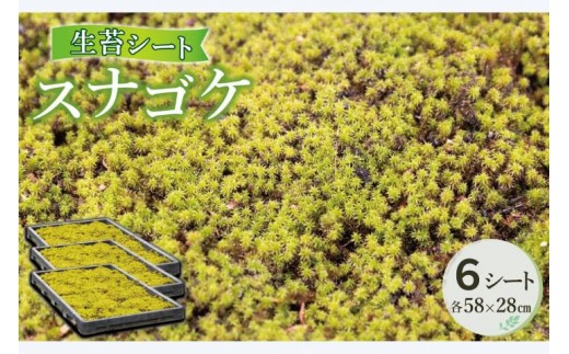 
B-168 スナゴケ生苔6シート1セット
