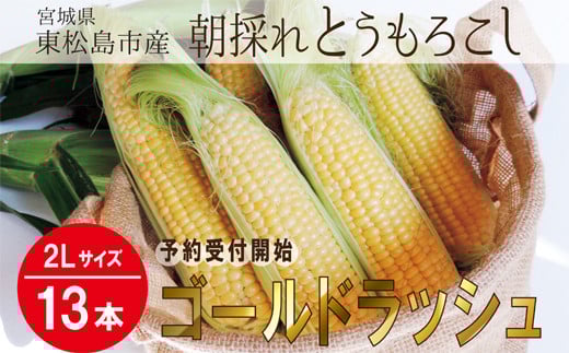 
            【2025年7月中旬頃～順次発送】　とうもろこし ゴールドラッシュ  2Lサイズ 合計 13本 1箱 東松島市産 朝採れ とみぎ とうみぎ コーン 夏野菜 産地直送 宮城県 東松島市 
          