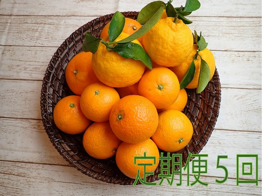 
【定期便５回】 みかん ③自然塾 季節の柑橘詰合せ
