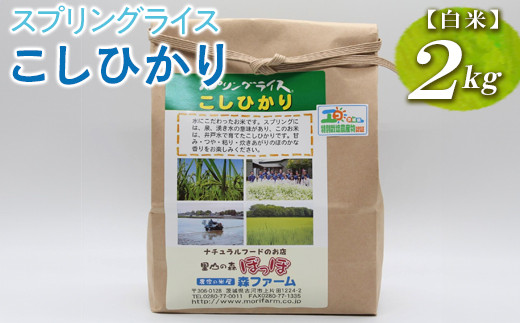 【新米】スプリングライス こしひかり (白米)2kg ※着日指定不可 | 米 こめ コメ 2キロ 精米 白米 こしひかり コシヒカリ 古河市産 茨城県産 取り寄せ お取り寄せ ギフト 贈答 贈り物 プレゼント お中元 お歳暮 茨城県 古河市 直送 農家直送 産地直送 送料無料 ※2026年9月～発送 _BI24