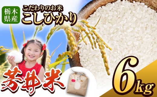 那珂川町産芳井米 3kg×2 | コシヒカリ お米 精米 美味しい 白米 とちぎ 玄米 共通返礼品 送料無料 那珂川町 栃木県