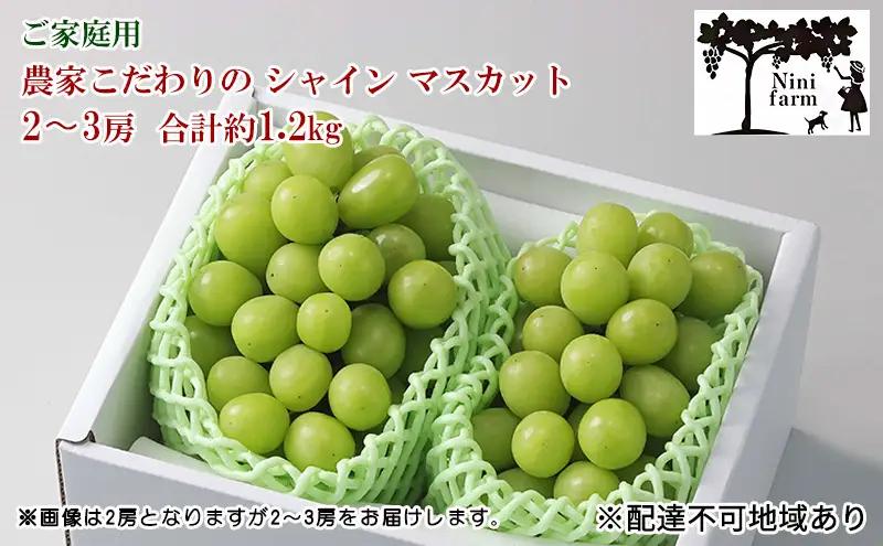 ぶどう 2026年 先行予約 【平均糖度20度】 ご家庭用 農家こだわりの シャイン マスカット 2～3房 合計約1.2kg ブドウ 葡萄 岡山県産 国産 フルーツ 果物 【 Nini farm 農家