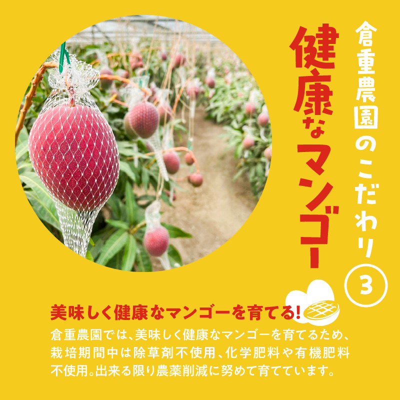 【家庭用】くるめで育った完熟マンゴー （2玉：約0.8～1kg）
