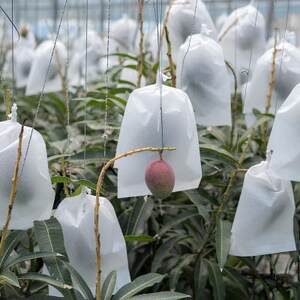 【2026年7月から順次発送・家庭用】名物おじーが作るアップルマンゴー2kg(4～6玉)【配送不可地域：離島】【1694654】