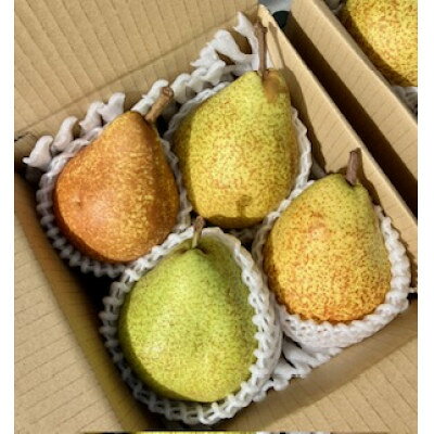 【ふるさと納税】岩手県岩泉町産　洋梨「ゼネラル・レ・クラーク」(3キロ:約6個)【配送不可地域：離島・北海道・沖縄県・関東・信越、北陸・東海・近畿・中国・四国・九州】【1777027】