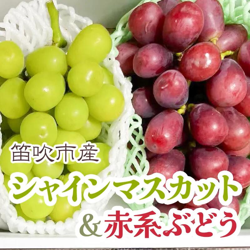 【ふるさと納税】＜25年発送先行予約＞シャインマスカット&赤系ぶどう 各1房(2房合計1kg程度) 　ふるさと納税 ぶどう シャインマスカット 赤ぶどう 笛吹市 国産 人気 期間限定 果物 フルーツ 旬 山梨県 送料無料 229-004