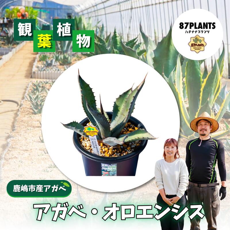 【ふるさと納税】 ガーデニング 多肉植物 アガベ オロエンシス 園芸 花 フラワー 観葉植物 agave 鹿嶋市産 実生 oroensis アメリカーナ アスペリーマ 自然交雑種 茨城県 鹿嶋市