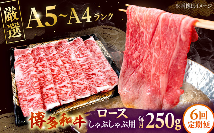 
                  【全6回定期便】【数量限定 博多和牛】ロース しゃぶしゃぶ用 250g ▼ 牛肉 博多 和牛 極上 バーベキュー ブランド 国産 高級 高評価 特別 上質 桂川町/株式会社チクゼンヤ[ADBZ043]
                