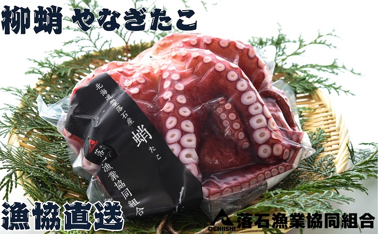 ＜12月14日決済分まで年内配送＞【北海道根室産】柳蛸ボイル8杯(計8.5kg) E-20005