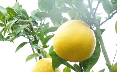 訳あり  愛南ゴールド 8kg  S~Mサイズ みかん 蜜柑  果物 フルーツ 柑橘 グレープフルーツ 河内晩柑 愛媛県 愛南町 愛媛 愛南 和家農園 発送期間：2025年4月15～(なくなり次第終了