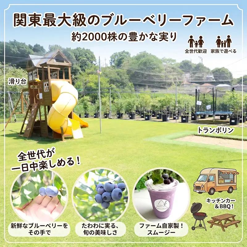ブルーベリー狩り 体験チケット【体験】