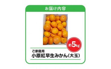 みかん 小原紅早生みかん 大玉 果物 フルーツ【訳あり】ご家庭用小原紅早生みかん(大玉)　約5kg【2024年11月中旬～2025年1月中旬配送】【T006-270】