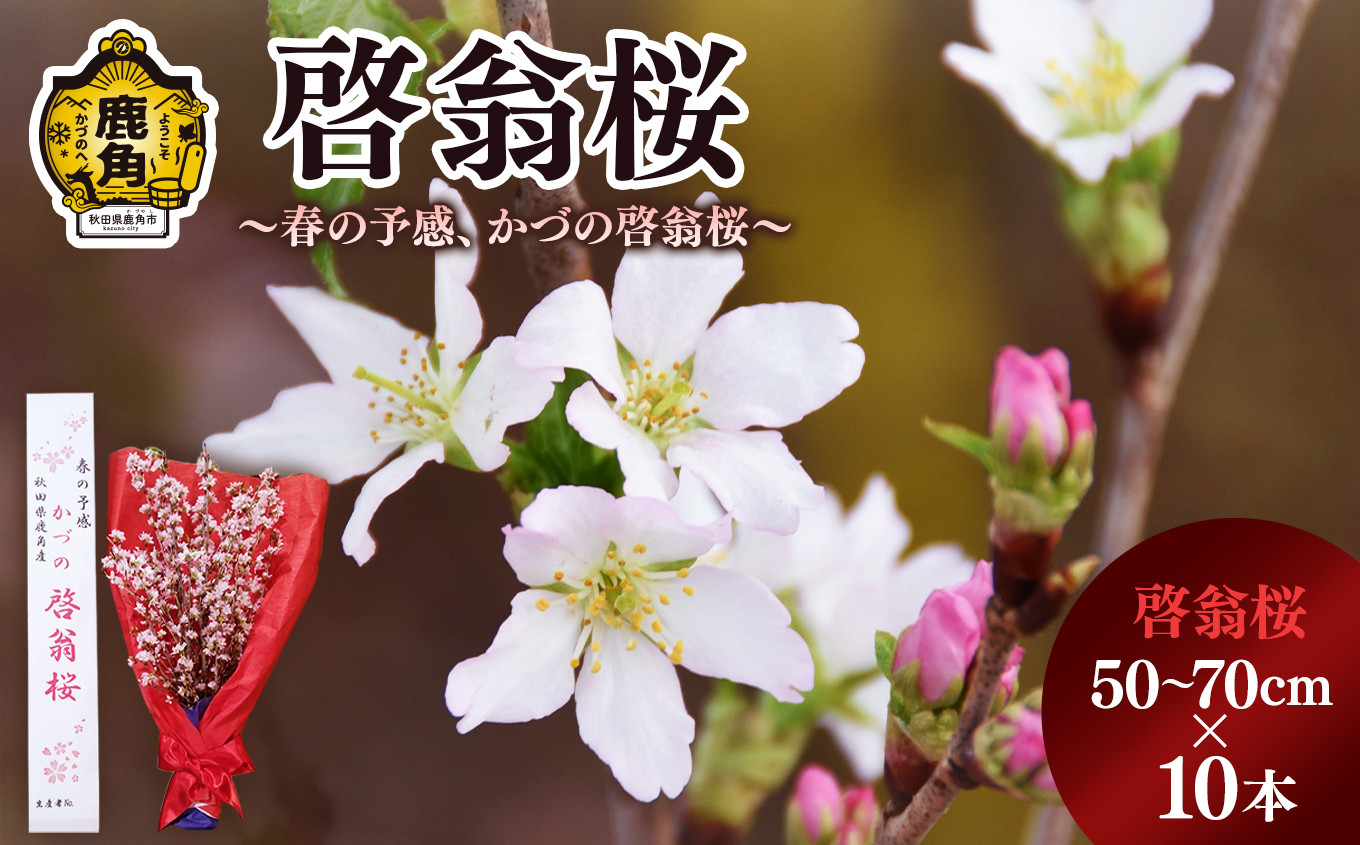 
            啓翁桜（50～70cm×10本）【さとう農園】●12/19までの申し込みで年内配送可能  生花 花 インテリア 春 冬 花見 お正月 結婚 卒園 卒業 プレゼント お土産 母の日 贈り物 贈答用 家庭用 グルメ ギフト 故郷 秋田 あきた 鹿角市 鹿角 送料無料 
          