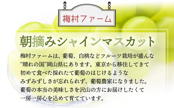 ＜2025年発送分 先行予約＞梅村ファーム 朝摘み直送 シャインマスカット（3房〜5房 約2kg）【030-a006】