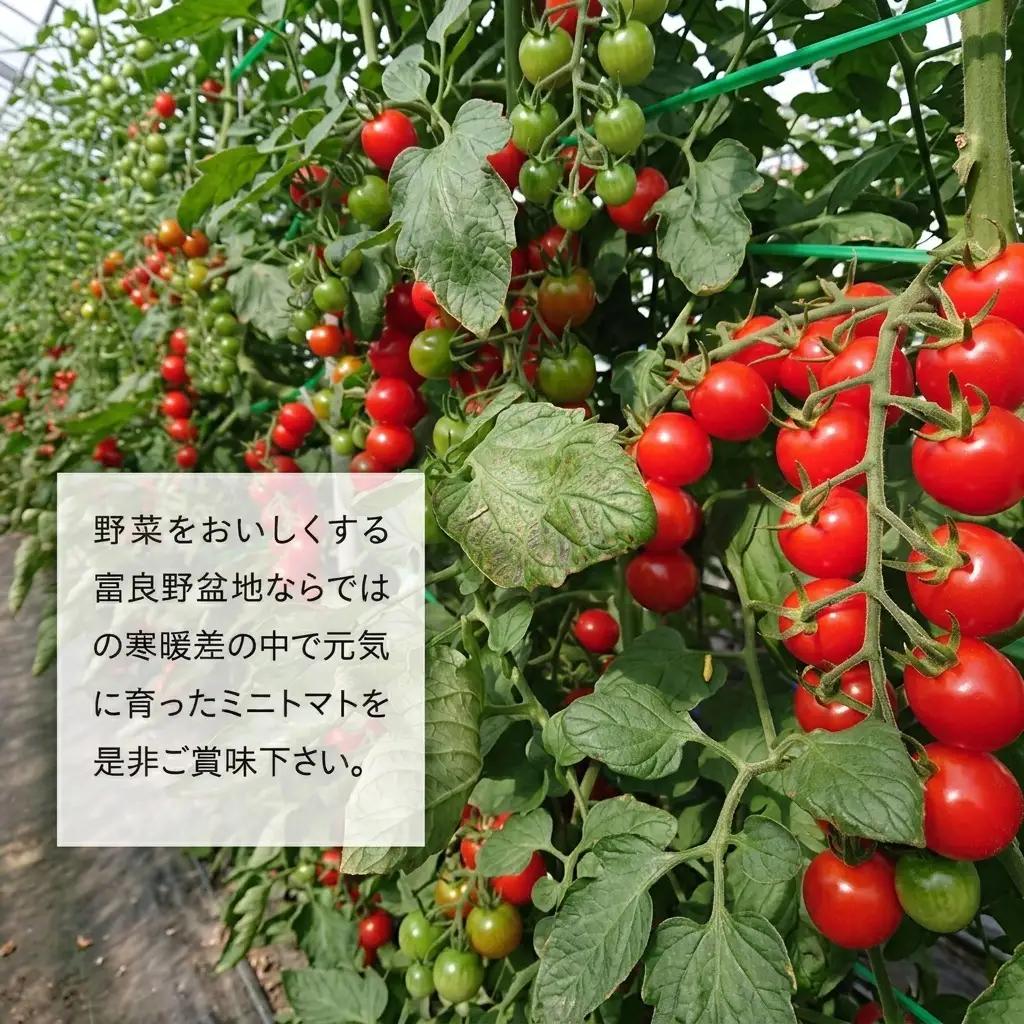 富良野産 完熟 ミニトマト 甘っこキャロル アスパラ緑紫【全4回】【定期便】