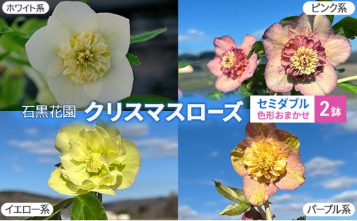 
                  【数量限定】北海道芦別市 石黒花園 クリスマスローズ セミダブル 2鉢 色・形おまかせ[№5342-0337]
                