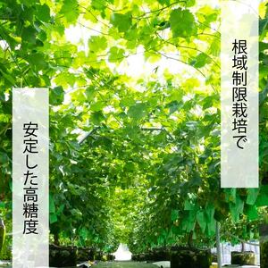 【2026年8月中旬頃から順次発送】 ぶどう ナガノパープル 2kg バラ粒 500g 4パック | 松山市産ぶどう 小分け ぐれーぷ 新着 人気 フルーツ 種なしぶどう ギフト用ぶどう くだもの 美
