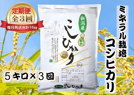 【令和7年産新米】3ヶ月定期便 ミネラル栽培こしひかり 5kg×3回 計15kg 白米 精米 井上米穀店 1I12046