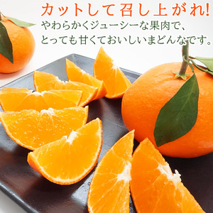 先行予約 紅まどんなと同品種！＜山徳農園 「まどんな」 約4kg＞  愛媛果試第28号 果物 くだもの マドンナ みかん ミカン 蜜柑 柑橘類 フルーツ 食べて応援 特産品 産地直送 西宇和 愛媛県 
