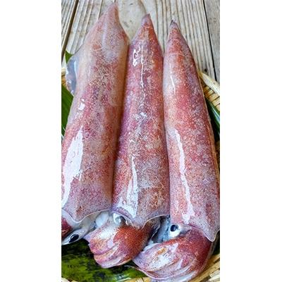 ふるさと納税 美浜町 新鮮、朝獲れたての大き目サイズの真イカ(剣先イカ)丸ごと墨付き(美味しいたまり醤油としおり付き) |  | 01