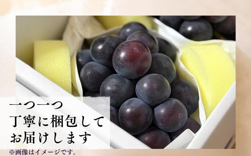 オーロラブラック ぶどう 葡萄 岡山県産 国産フルーツ 果物 大粒ぶどう 種なし 甘い ジューシー 数量限定 先行予約 果実