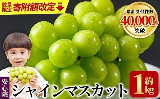 【数量限定】シャインマスカット(約1kg)フルーツ 果物 葡萄 ぶどう 安心院 人気 ランキング＜先行予約受付中！2026年8月下旬より順次発送予定＞＜北海道 沖縄 離島配送不可＞【106300152】【大分県農業協同組合　北部エリア】