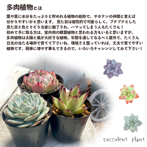 【10月発送】 多肉植物 エケベリア 10種  多肉植物 おまかせ セット 【数量限定】