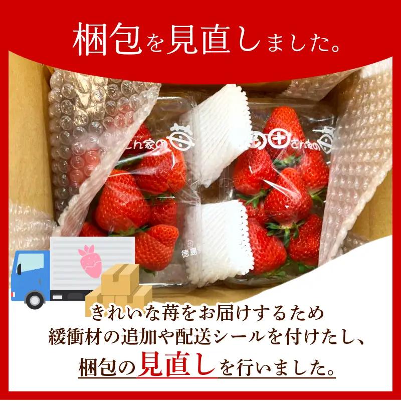 【 先行予約 】 いちご 500g 紅ほっぺ 苺 イチゴ ストロベリー