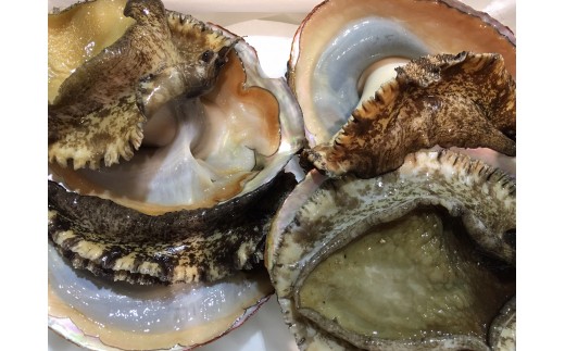 H22-203.竹中水産の八幡浜発！「天然アワビ：大サイズ・610g前後！」＋鮮魚１品