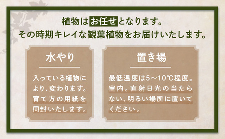 観葉植物 カゴ盛り Mサイズ インテリア 室内 花