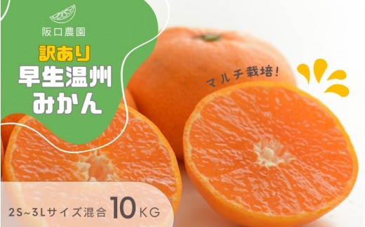 【先行予約】2S~3L サイズ混合 10kg 阪口農園の 訳あり 早生温州みかん (マルチ栽培) 【2026年12月中旬から順次発送】 / みかん 蜜柑 先行予約 数量限定 ミカン