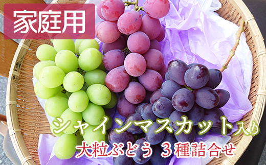 
【 令和6年産 】 訳あり 家庭用 シャインマスカット 入り 3色 大粒 ぶどう 詰合せ 1.5kg 3房 〔 9月中旬 ～ お届け 〕 2024年産 白ぶどう 赤ぶどう 黒ぶどう 農家直送 産地直送
