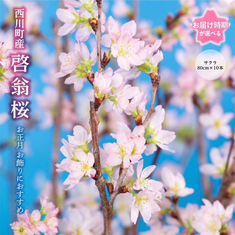 【ふるさと納税】 ≪お届け時期が選べる≫ 山形県 西川町産 啓翁桜 1束(80cm×10本) 2025年12月下旬／2026年2月下旬／2026年3月中旬から順次発送 年末 年始 正月 元旦 ひな祭り 雛祭り 学校 卒業 春 桜 さくら サクラ 花 フラワー 飾り 山形県 西川町 月山 FYN9-293var