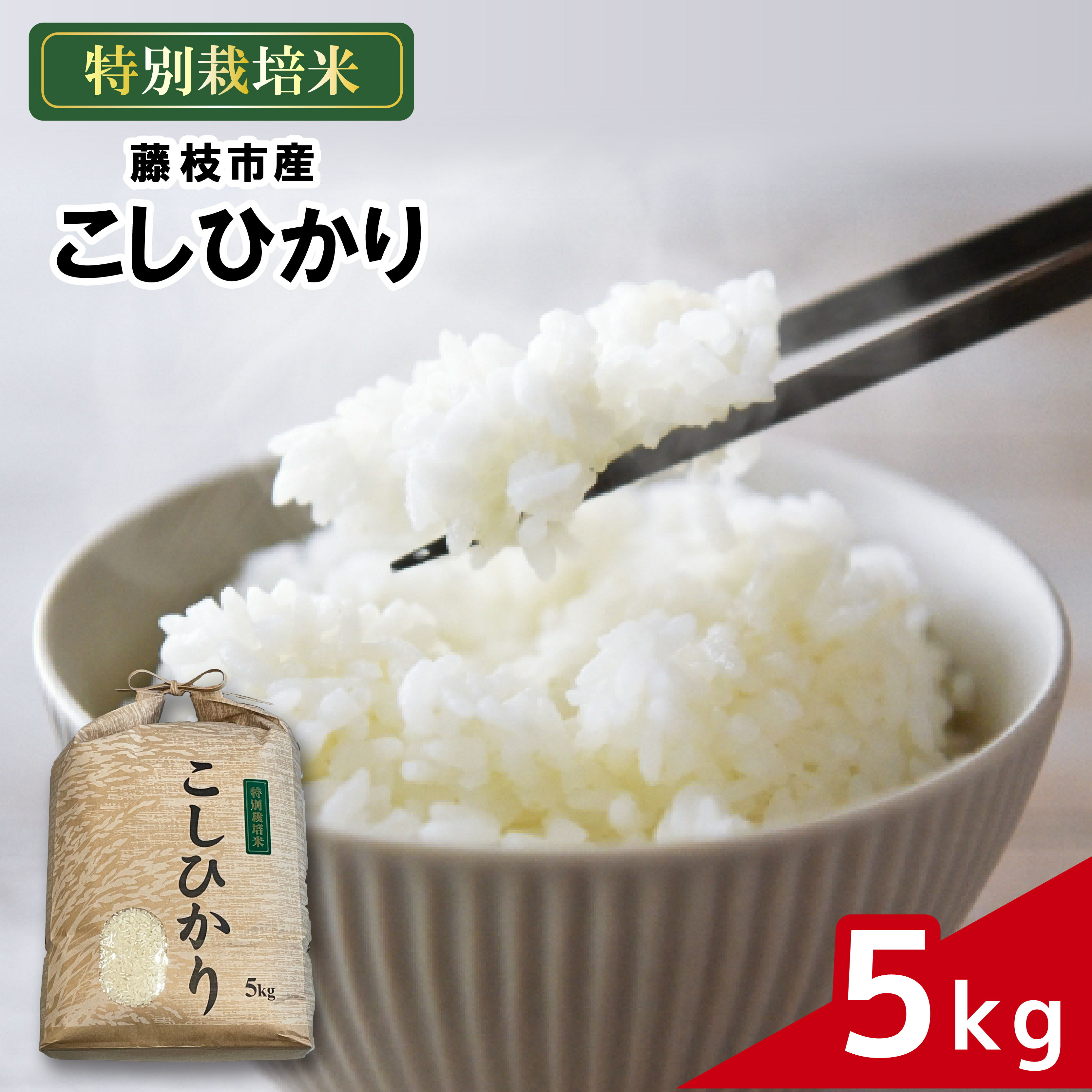 【ふるさと納税】 米 こしひかり 5kg 農家直送 特別栽培米 精米 コシヒカリ 令和7年度産 お米 贈り物 人気米 ご飯 白米 コメ 贈答 静岡県 藤枝市 新生活