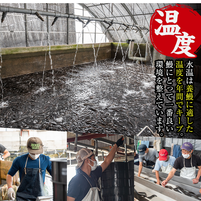 i505 鹿児島県産うなぎ蒲焼2尾セット(約140g×2・計約280g)【薩摩川内鰻】