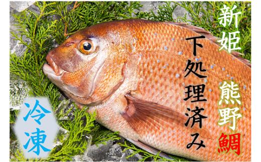 1/11以降配送 <テレビで紹介されました> 配送日指定可 鯛 1匹 下処理済み (冷凍) お刺身 塩焼き 煮つけ ブランド 新姫熊野鯛