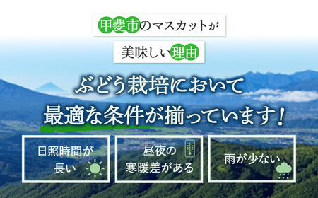 【300箱限定】”自慢の逸品”シャインマスカット　1房　等級　秀