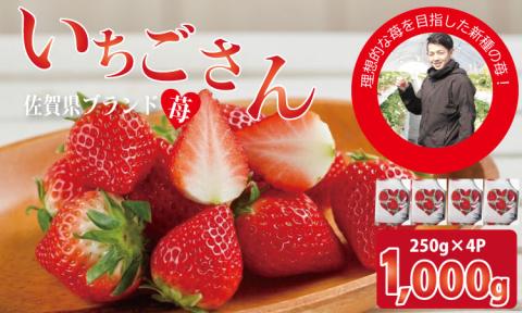 【先行予約（１月から順次出荷】 佐賀ブランド苺 いちごさん（250g×4P）なかはら農園 イチゴ いちご 農家直送 苺 イチゴ 果物 くだもの フルーツ 人気 ランキング 高評価