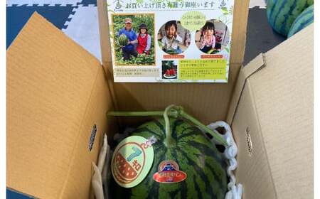 大玉スイカ 1玉（6kg以上） スイカ すいか 西瓜 大玉 果実 国産 熊本県産【2026年4月下旬～6月上旬迄順次発送予定】