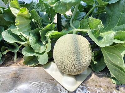 青肉メロンの新星「クレセントメロン」※着日指定不可※離島への配送不可※2024年7月中旬～8月上旬頃に順次発送予定